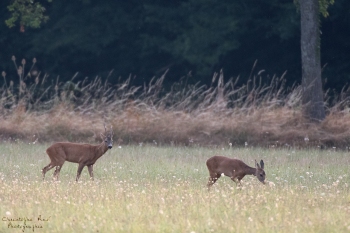 Troncais-Nature-Rut10