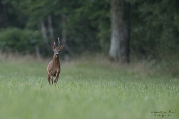 Troncais-Nature-Rut2