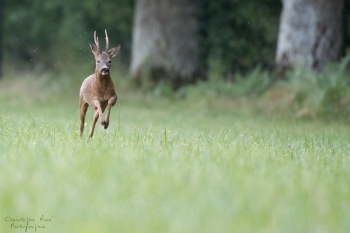 Troncais-Nature-Rut3