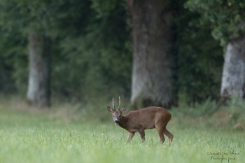 Troncais-Nature-Rut4