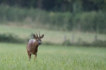 Troncais-Nature-Rut5