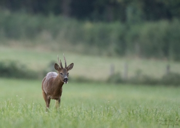 Troncais-Nature-Rut5
