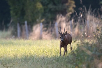 Troncais-Nature-Rut8