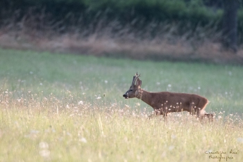 Troncais-Nature-Rut9