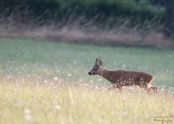 Troncais-Nature-Rut9