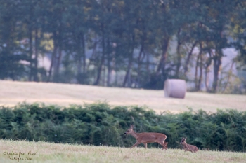 Troncais-Nature-chevrette-baby1