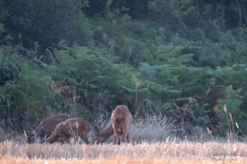 Troncais-Nature-chevrette-babyTwo