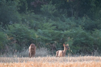 Troncais-Nature-chevrette-babyTwobis