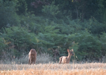 Troncais-Nature-chevrette-babyTwobis