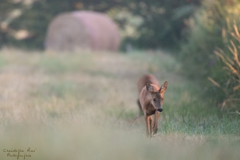 Troncais-Nature-chevrette2