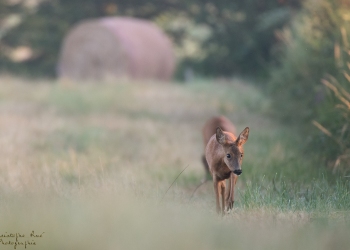 Troncais-Nature-chevrette2