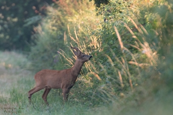 Troncais-Nature-couple-Broc