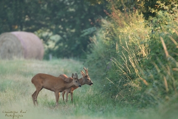 Troncais-Nature-couple