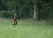 Troncais-Nature-Rut1 Troncais-Nature-Rut1