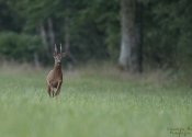 Troncais-Nature-Rut2 Troncais-Nature-Rut2