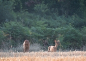 Troncais-Nature-chevrette-babyTwobis Troncais-Nature-chevrette-babyTwobis