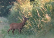 Troncais-Nature-couple-Broc Troncais-Nature-couple-Broc