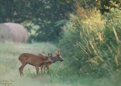 Troncais-Nature-couple Troncais-Nature-couple
