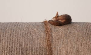 Renard à la sieste