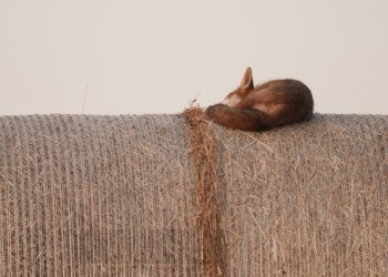 Renard à la sieste