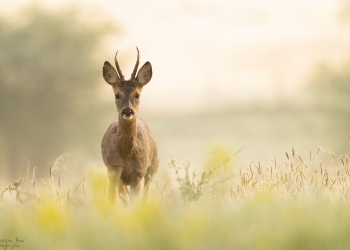 Un ange dans la friche