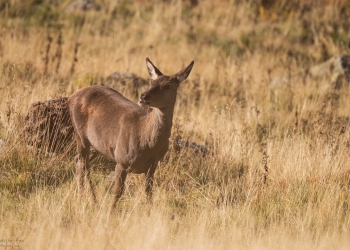 La grande biche