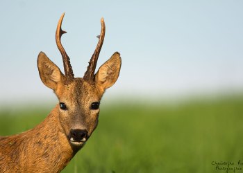 Très curieux