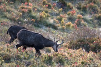 Myrtilles, dégustation