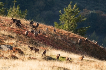 La charge héroïque