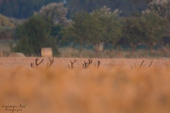 Évolution de velours