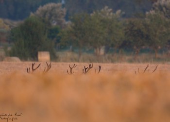Évolution de velours