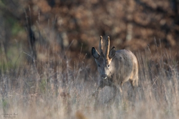 Velours et camouflage