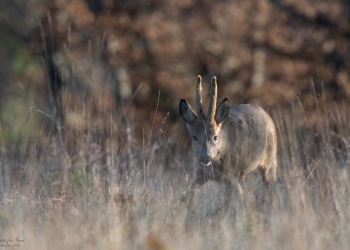 Velours et camouflage