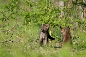 Renardeaux, la buse !!!