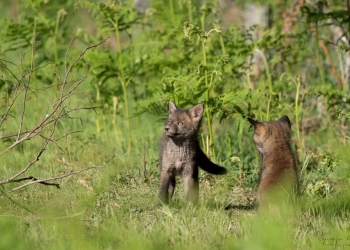 Renardeaux, la buse !!!