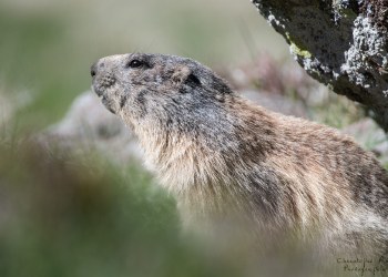 Marmotte en action