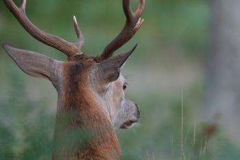 Posé devant l'affût, à l'écoute