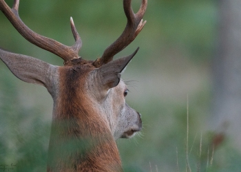 Posé devant l'affût, à l'écoute