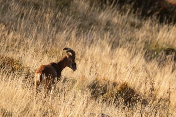 Dans les dernières lueurs