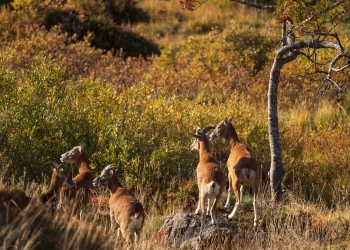 Mouflons, la bande
