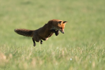 Mulotage, le classique d'avril