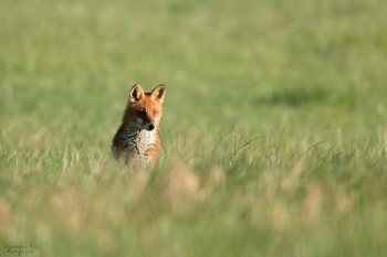 Mars, le temps des renardeaux