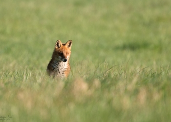 Mars, le temps des renardeaux