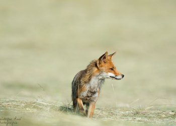 Renard des foins