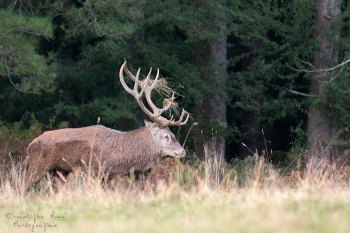 Pourri, souvenirs...