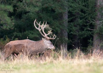 Pourri, souvenirs...