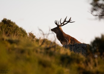 Biches sous surveillance