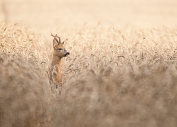 Le prince des blés
