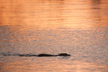 Castor, rivière Allier