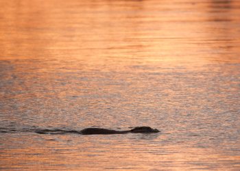 Castor, rivière Allier